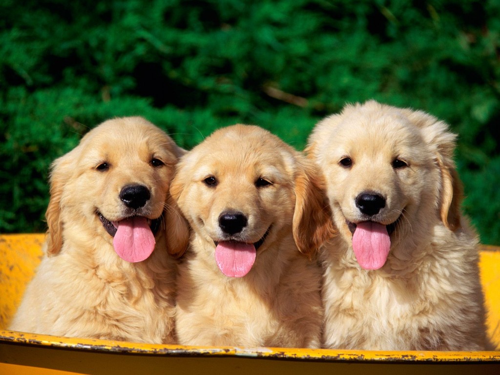 cute puppies