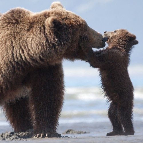 Disneynature's BEARS