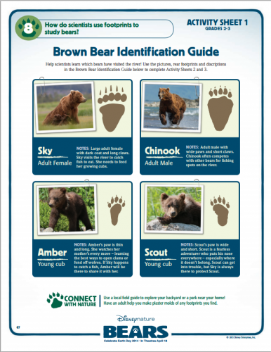 brownbearidentification