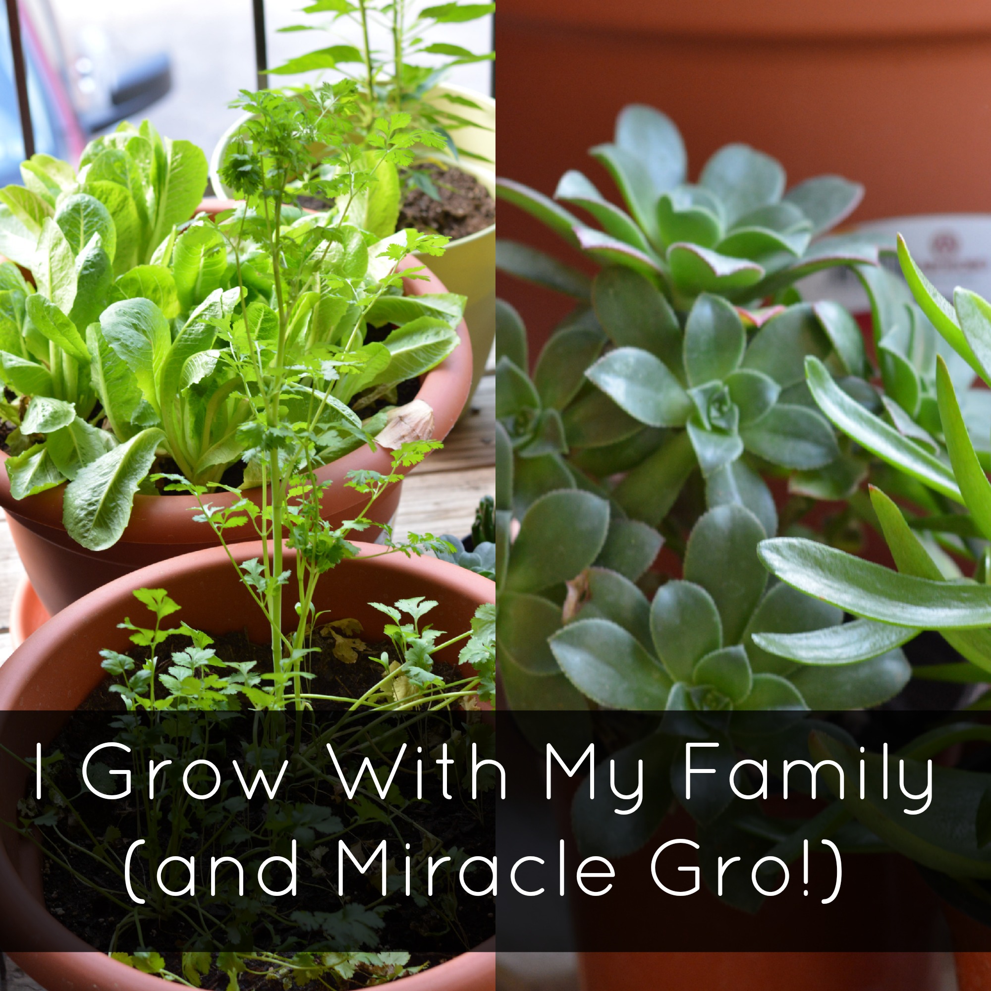 I Grow with my Family (and Miracle Gro)! #GrowSomethingGreater