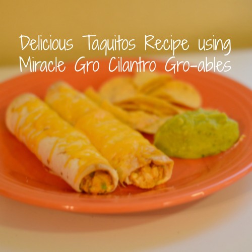 Delicious Tostado Recipe using Miracle Gro Cilantro Gro-ables
