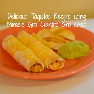 Delicious Taquitos Recipe using Miracle Gro Cilantro Gro-ables! #groables