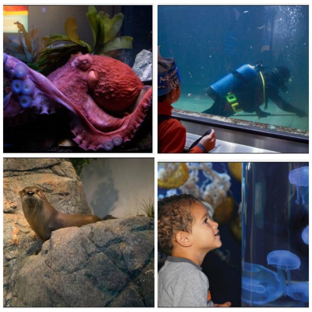 San Francisco Aquarium of the bay: One Of The Best Destinations For Girls