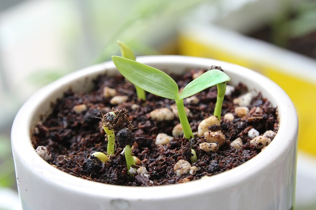 potted plant