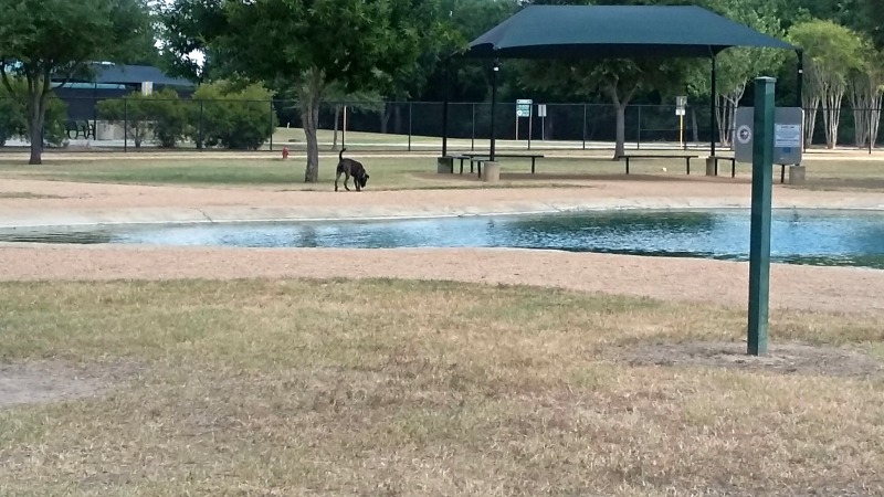 dog park2