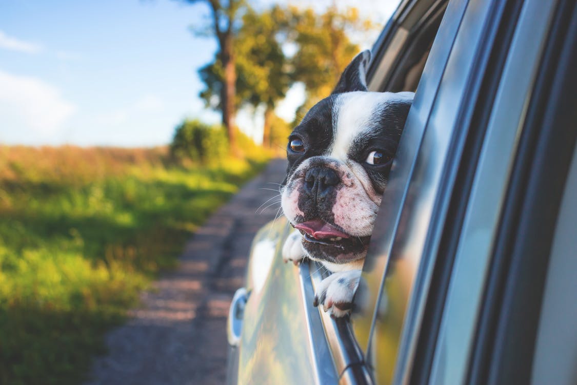 Tips on How to Make Traveling with a Pet Easier