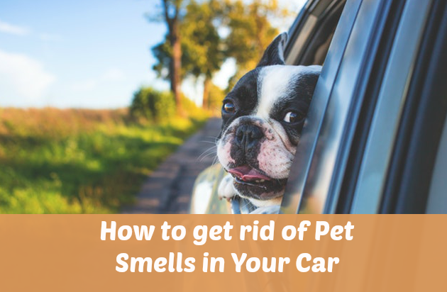 How to get rid of Pet Smells in Your Car