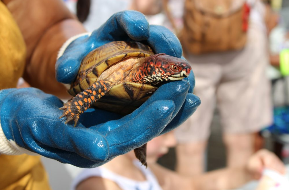 person holding small turtle in hand