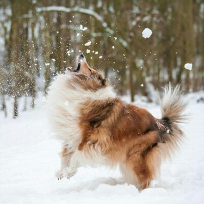 5 Ways To Protect Your Pets During Winter