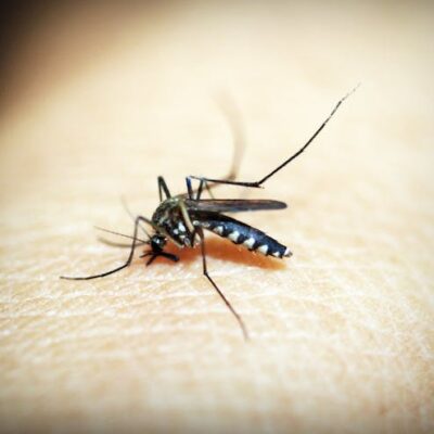 What Is The Best Defence Against Mosquitoes?